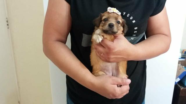 CUIDA!!! filhotes de poodle chocolate com maltês em promoção entrego - Foto 3