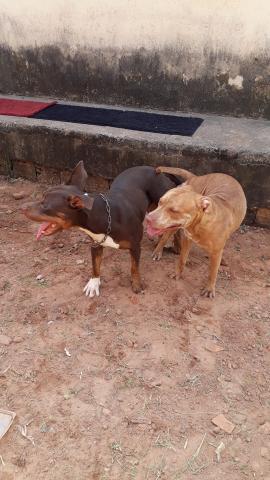 Linda filhote de pitbull olhem bem as fotos