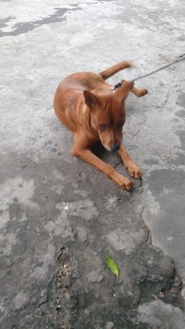 Cão de raça - Foto 2