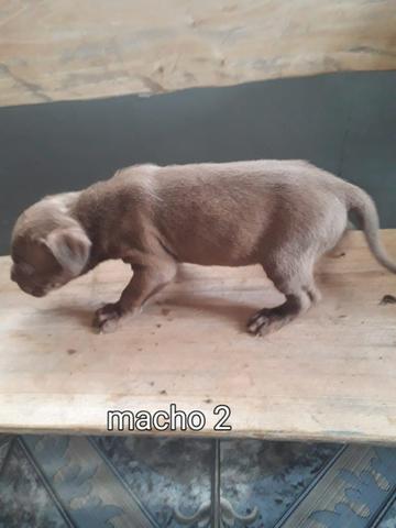 Pit bull puro - Foto 3