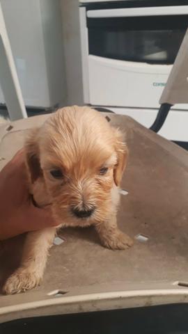 Vendo filhotes de poodle com maltês - Foto 4