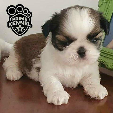 Shih Tzu 12 x R$60,24 - Foto 4