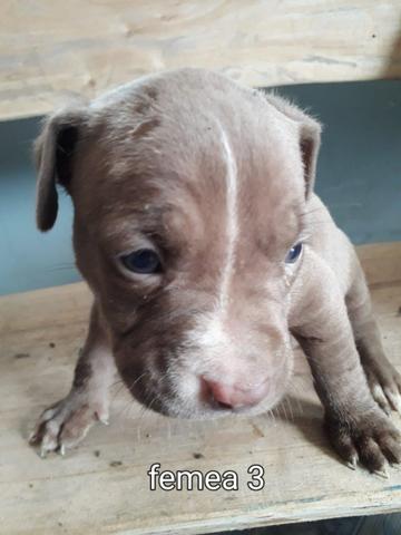Pit bull puro - Foto 2