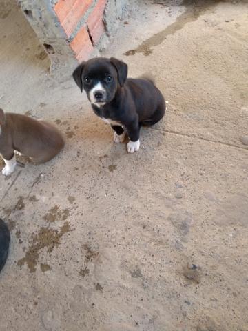 Estou doando filhote de pitibulll mestico - Foto 2