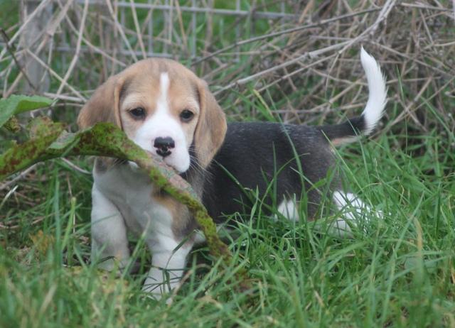 Beagle mini, a pronta entrega