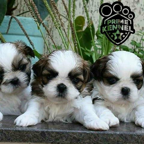 Shih Tzu 12 x R$60,24