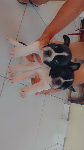 Bulldog Frances filhotes! - Foto 3