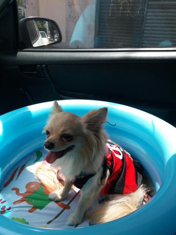 Tomo conta do seu cãozinho - Foto 3