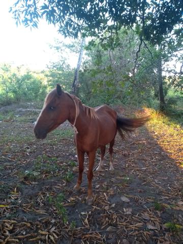 Vendo ou troco uma égua muito boa - Foto 4