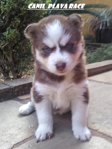 Canil De Husky Siberiano Em Ribeirao Preto Husky Siberiano Machos De Qualidade Olhos Azuis Linhagem Wooly Canil Cachorros E Acessorios Centro Ribeirao Preto 788962228 Olx