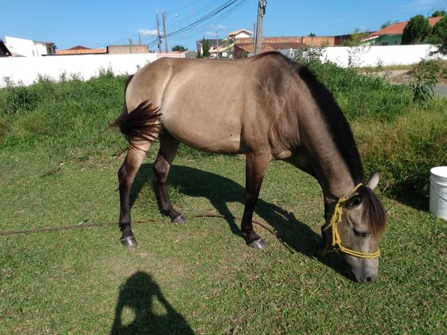 Cavalo e potranca - Foto 3