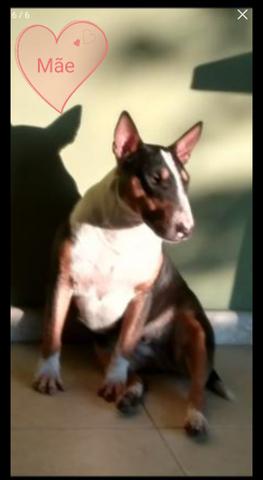Bullterrieringlês mãe miniatura(RJ)