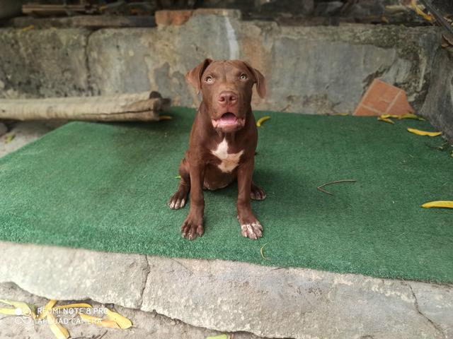 Filhote Pit Bull - Foto 3