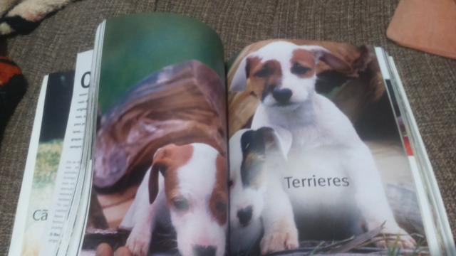 Almanaque raça de todos os cães - Foto 4