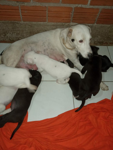 Filhotes de Pit Bull com Labrador - Foto 4