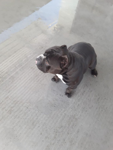 American bully - Foto 4