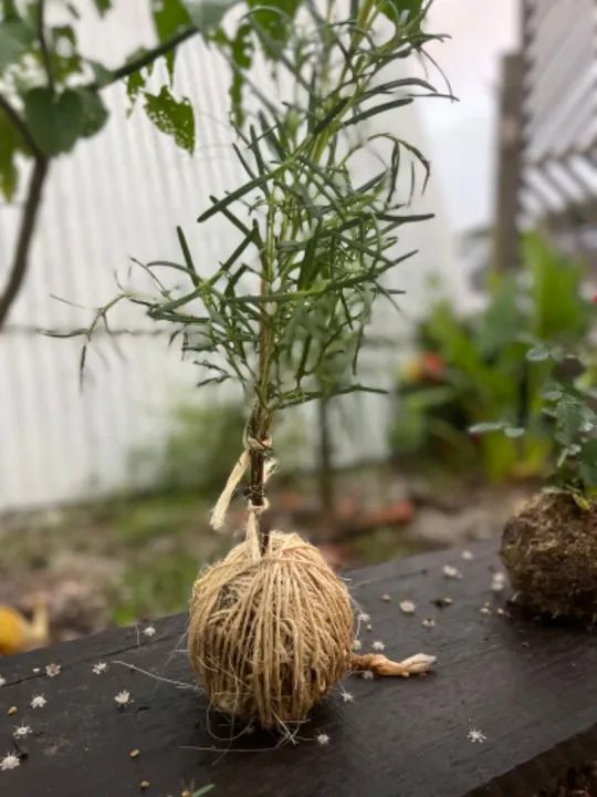 Kokedama plantas - Foto 4