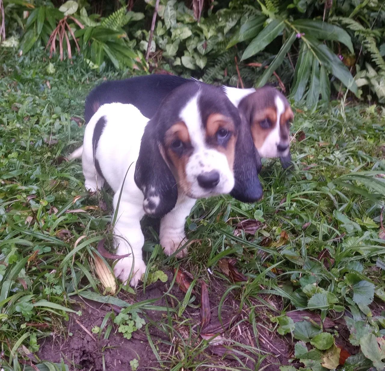 Basset Hound lindos orelhudo de ambos os sexos - Cachorros e acessórios -  Rio Grande, São Bernardo do Campo 1320943827 | OLX