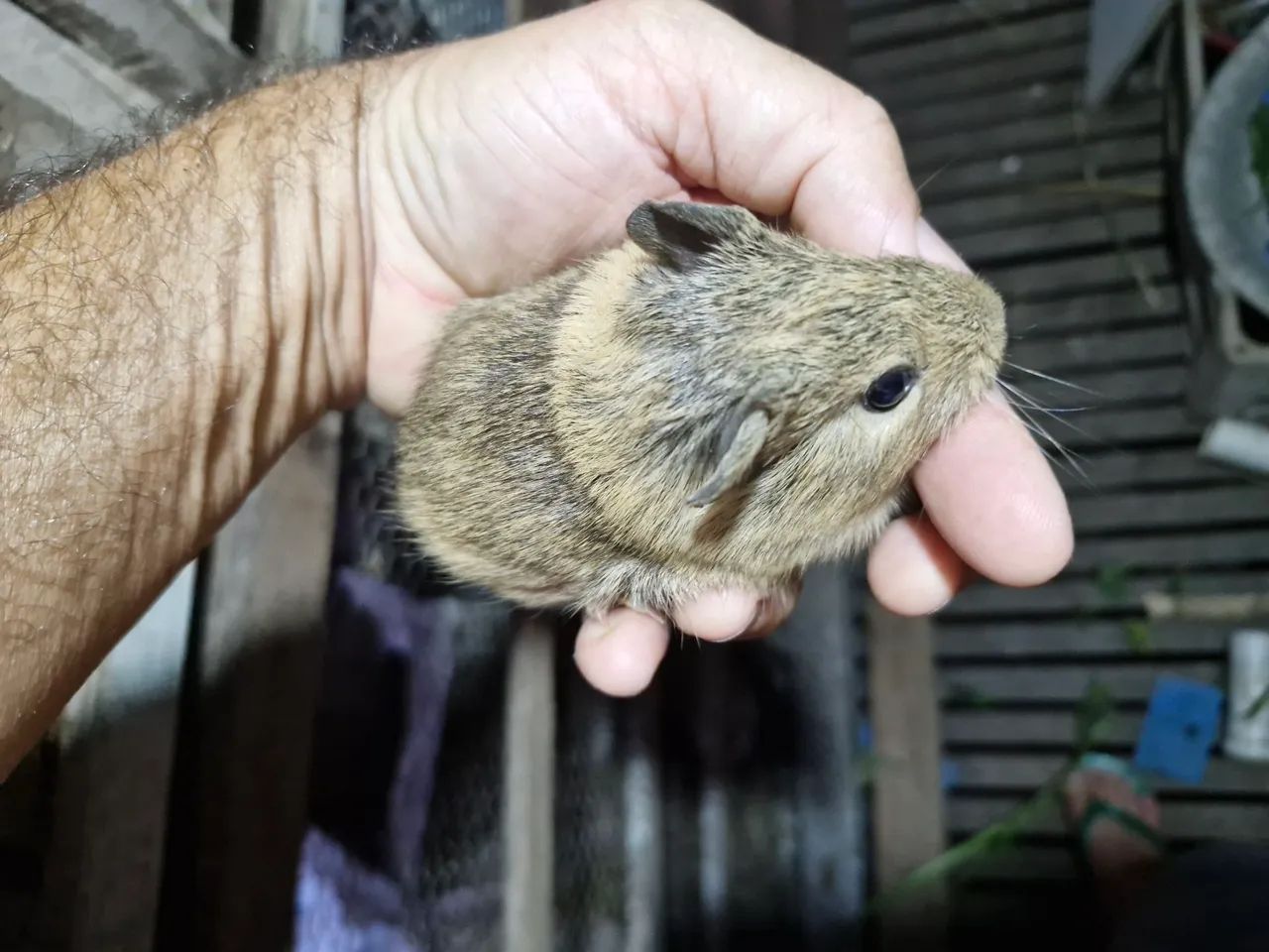 Porquinho da india, hamister, coelho - Foto 2