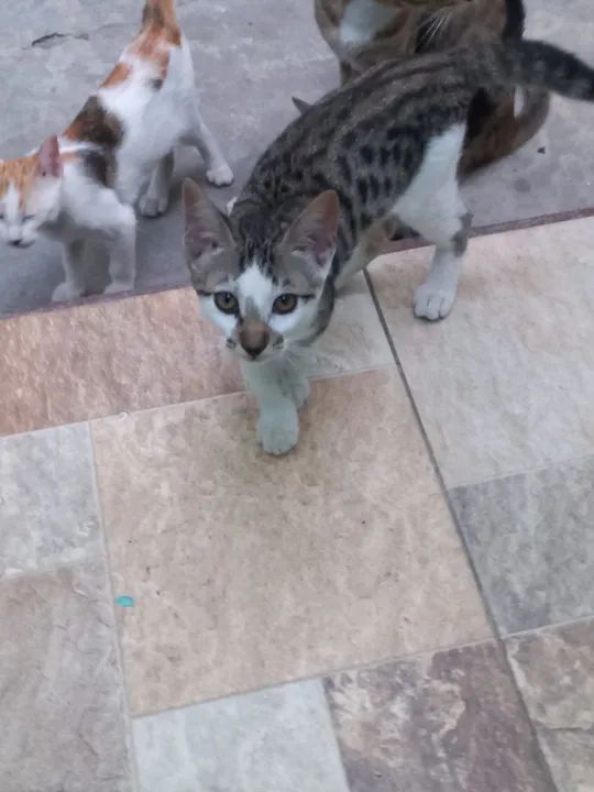 Gatinhos fofinhos para adoção responsável  - Foto 2