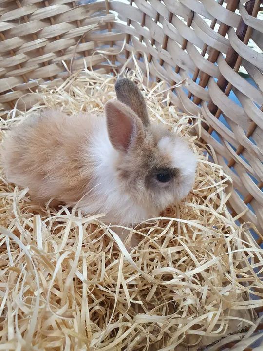 Filhotes de coelho anão 