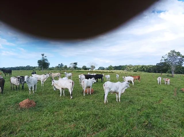 Fazendade 48 alq em Jaragua-Go