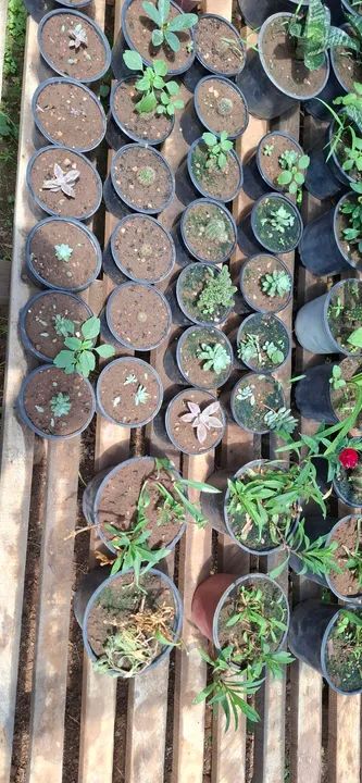 Mini cactos, suculentas e outras plantas para enfeitar sua casa - Foto 2