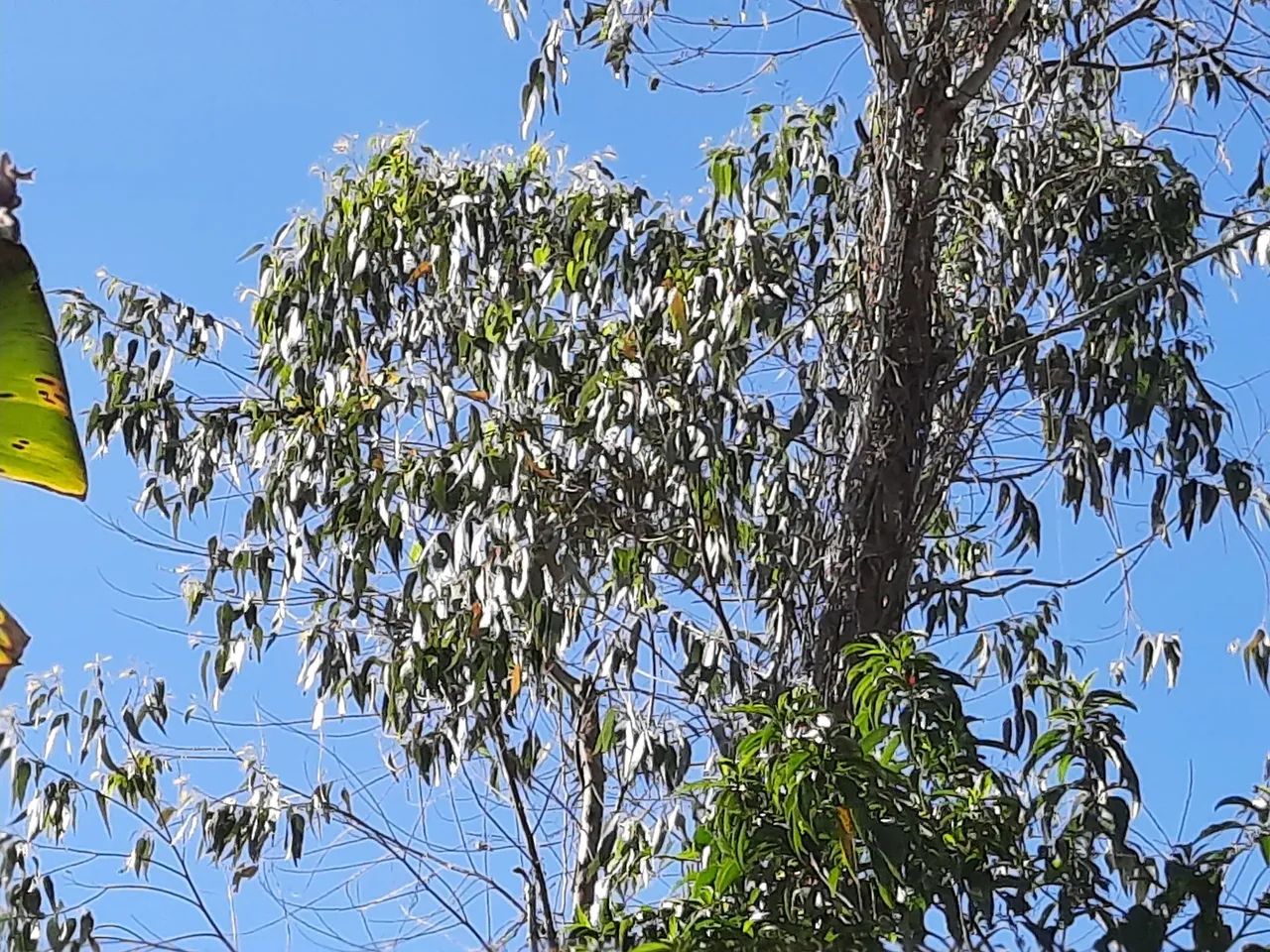 Terreno à venda - Oportunidade única! - Foto 6