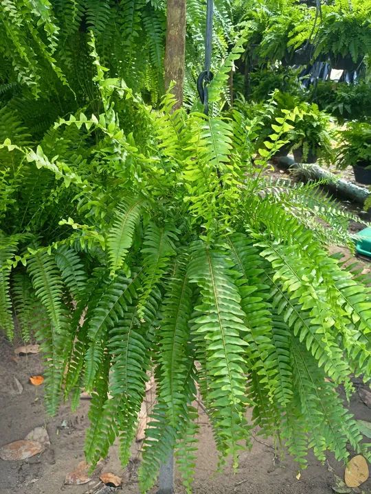 Samambaia 