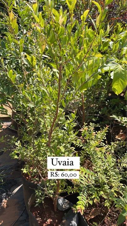 Muda de Uvaia 