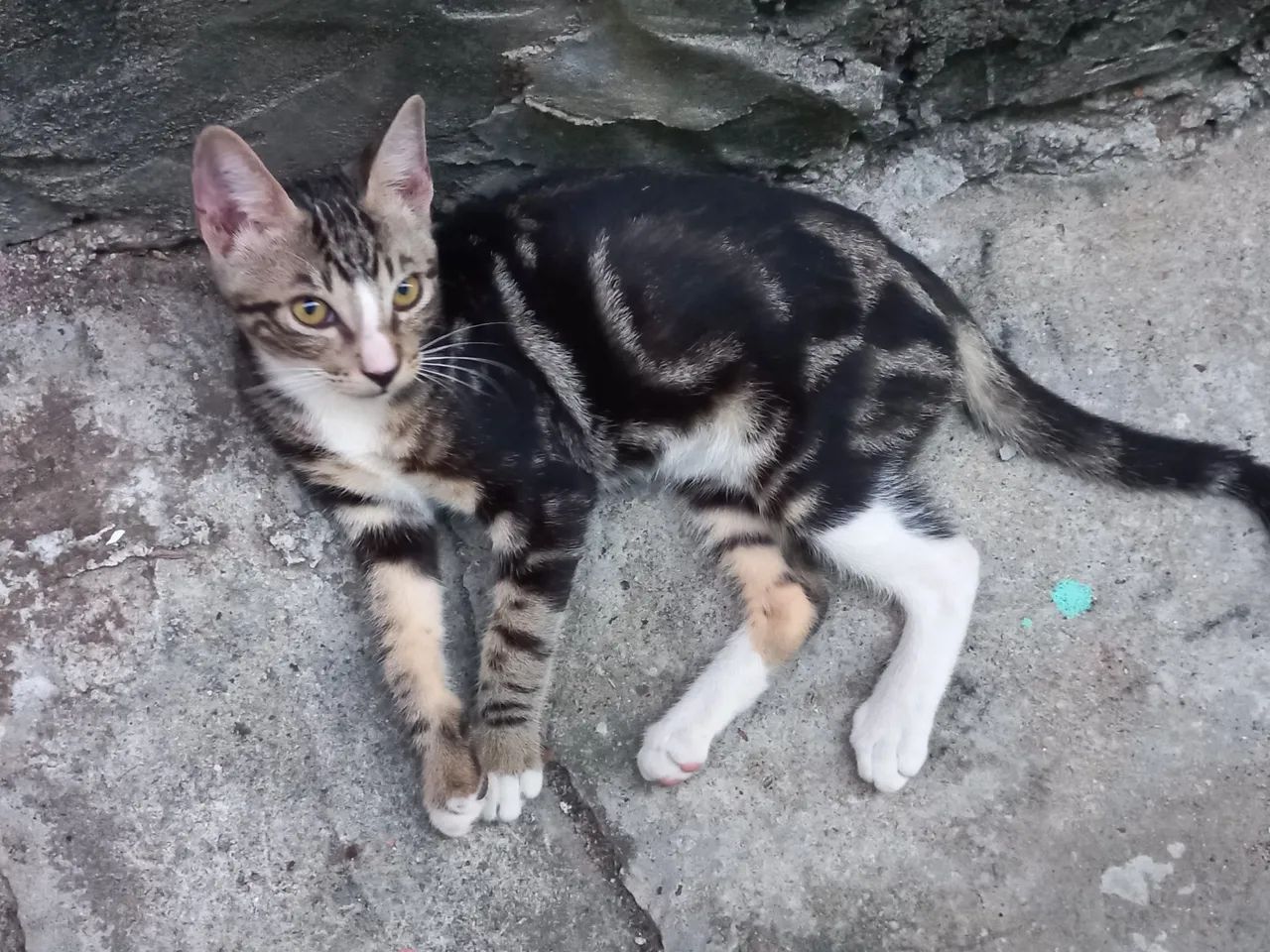 Gatinhos fofinhos para adoção responsável 