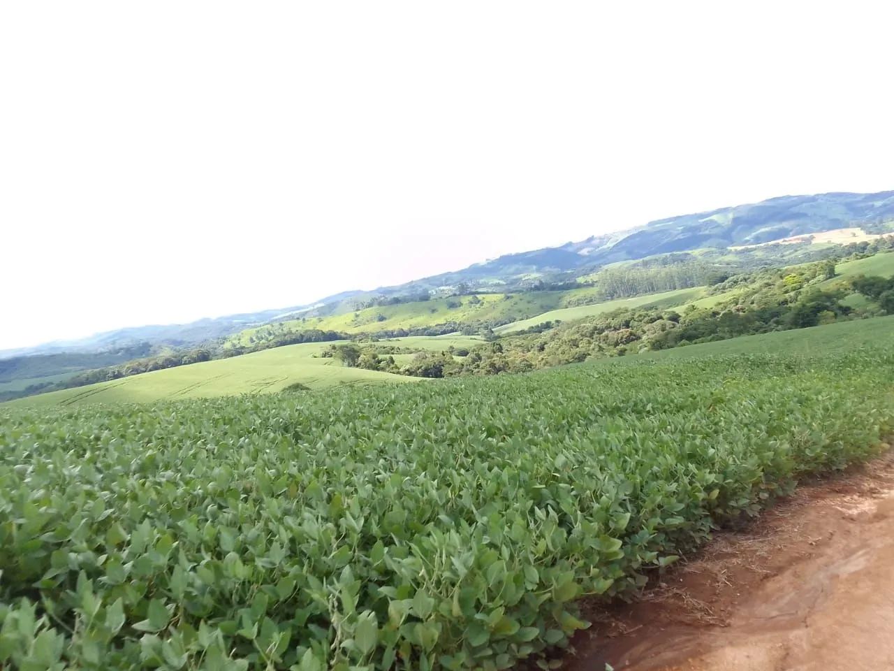 Fazenda Ortigueira  - Foto 2