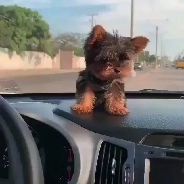 Yorkshire - Bem Espertinho !