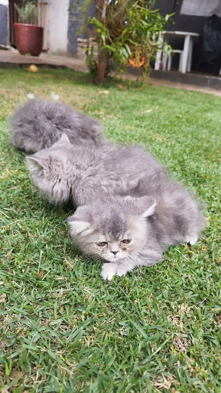 Gatinhos Persas Lindos e Saudáveis