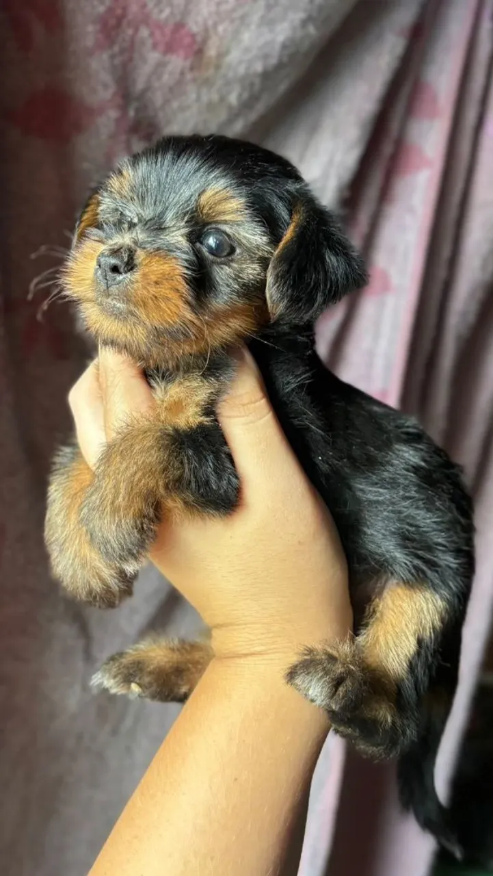 Filhotes de Yorkshire Terrier