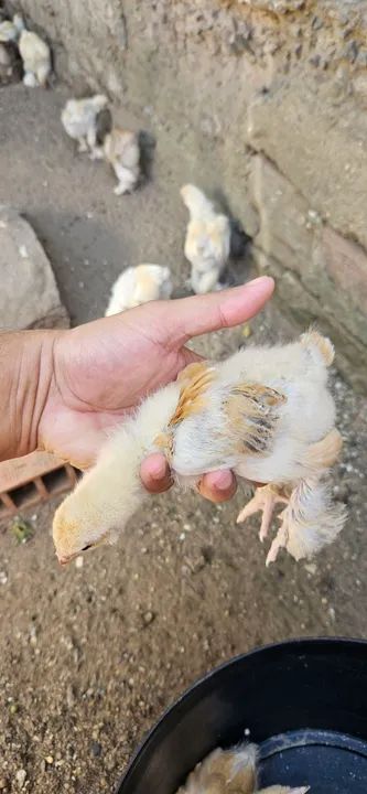 Pintinhos Brahma  - Foto 2