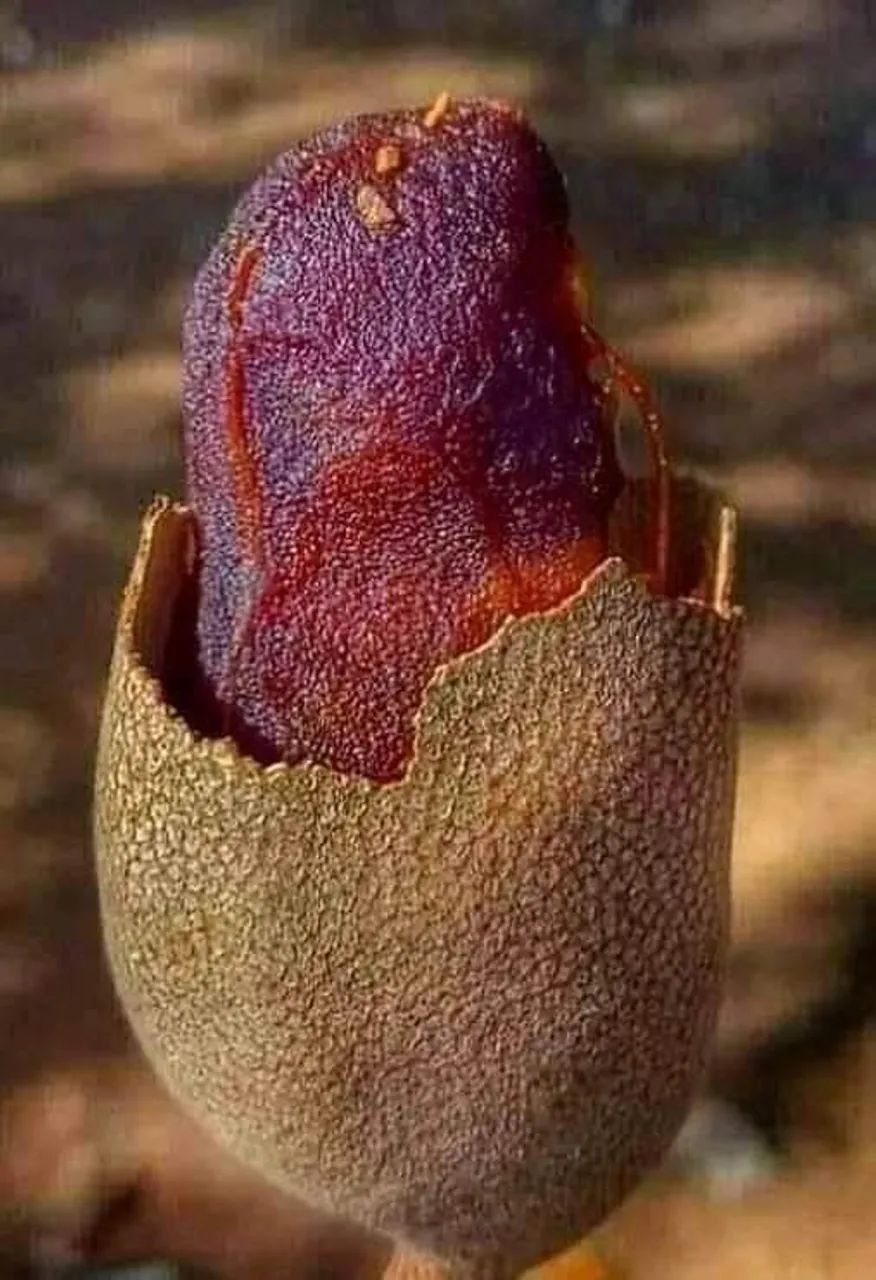 Frutifera Mudas de Tamarindo Exótico - Foto 2