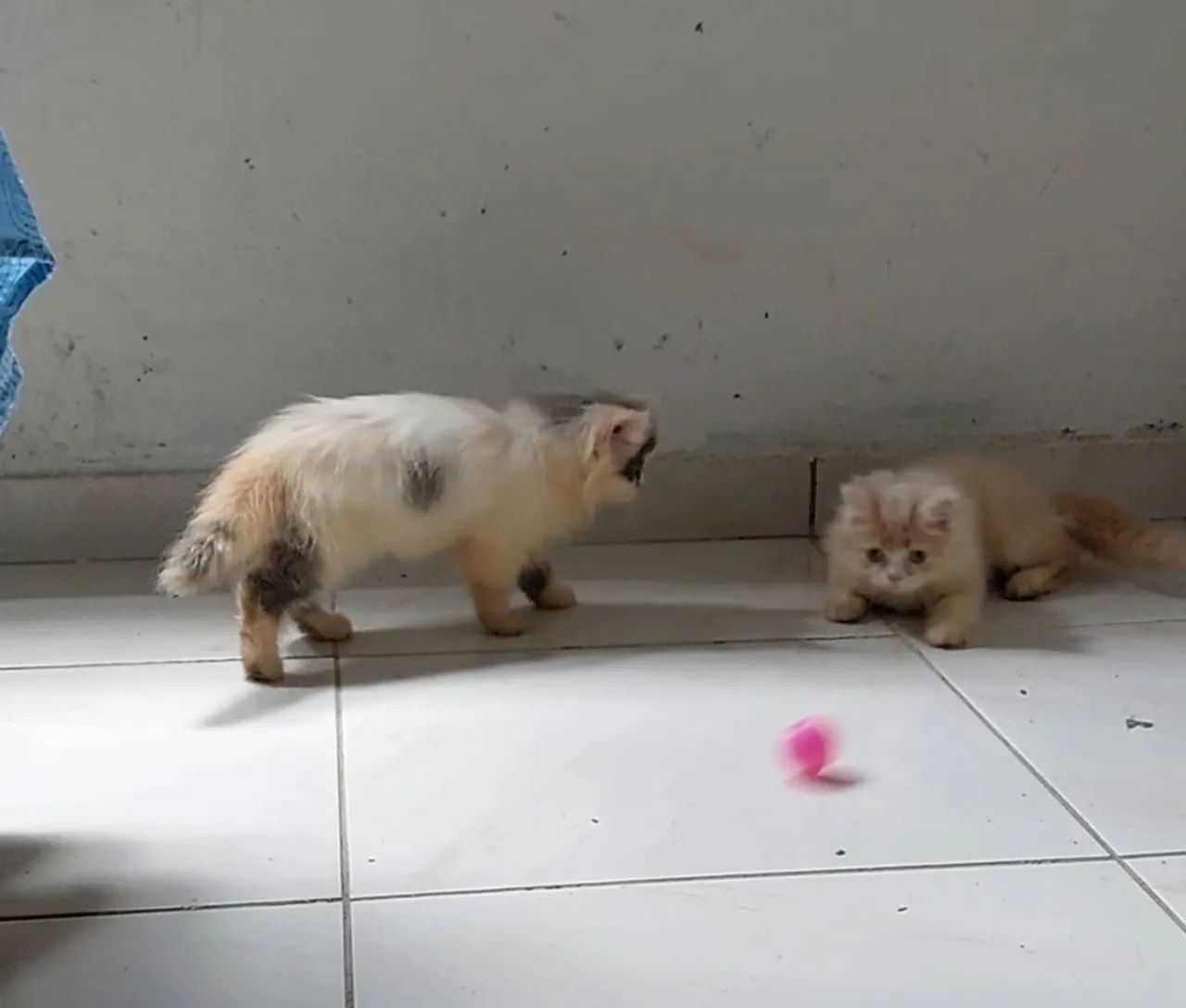 Filhote de gato persa - Foto 2