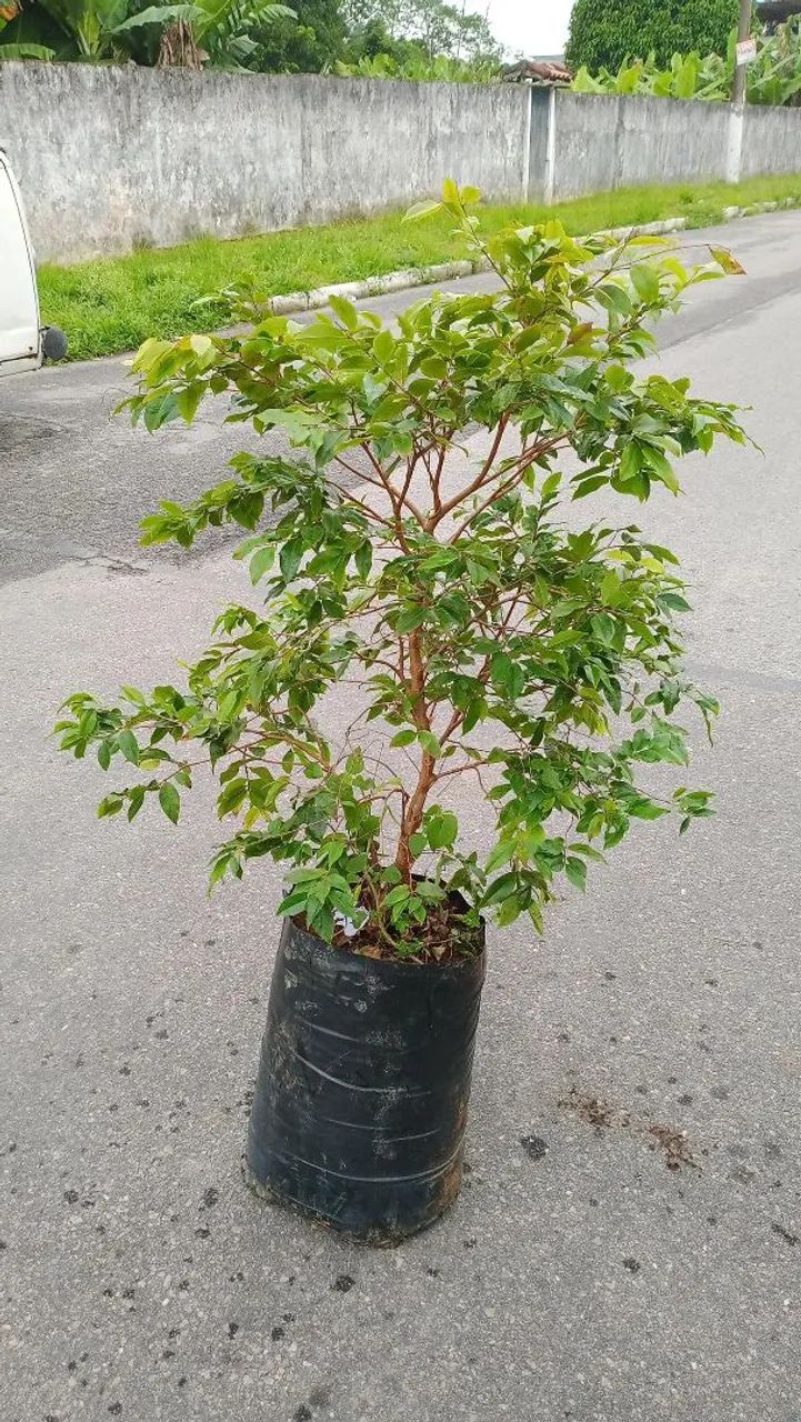 Muda De Jabuticaba Enxertada  - Foto 2