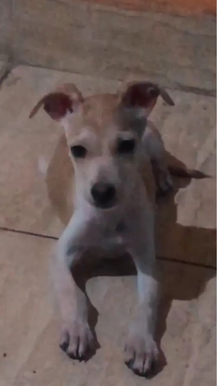 filhote para doação  - Foto 2