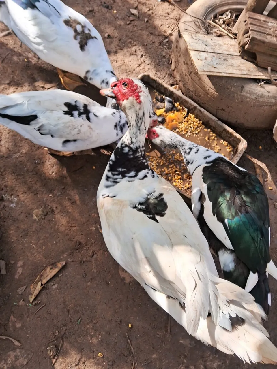 Vendo PATO 