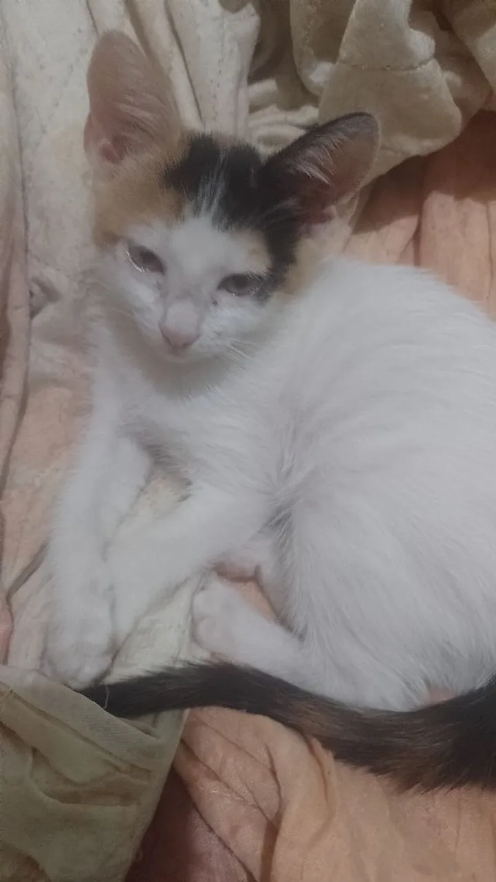 Gatinha filhote para adoção