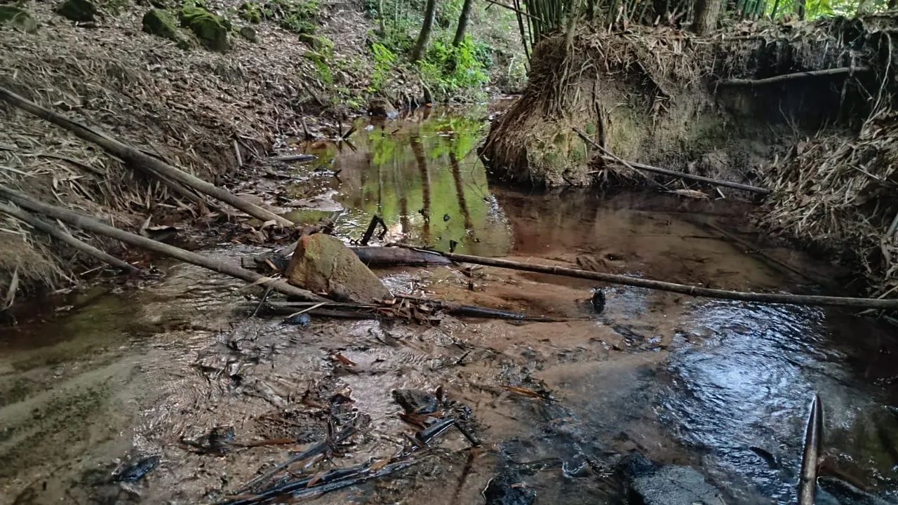 5 hectares em mateus leme  - Foto 4