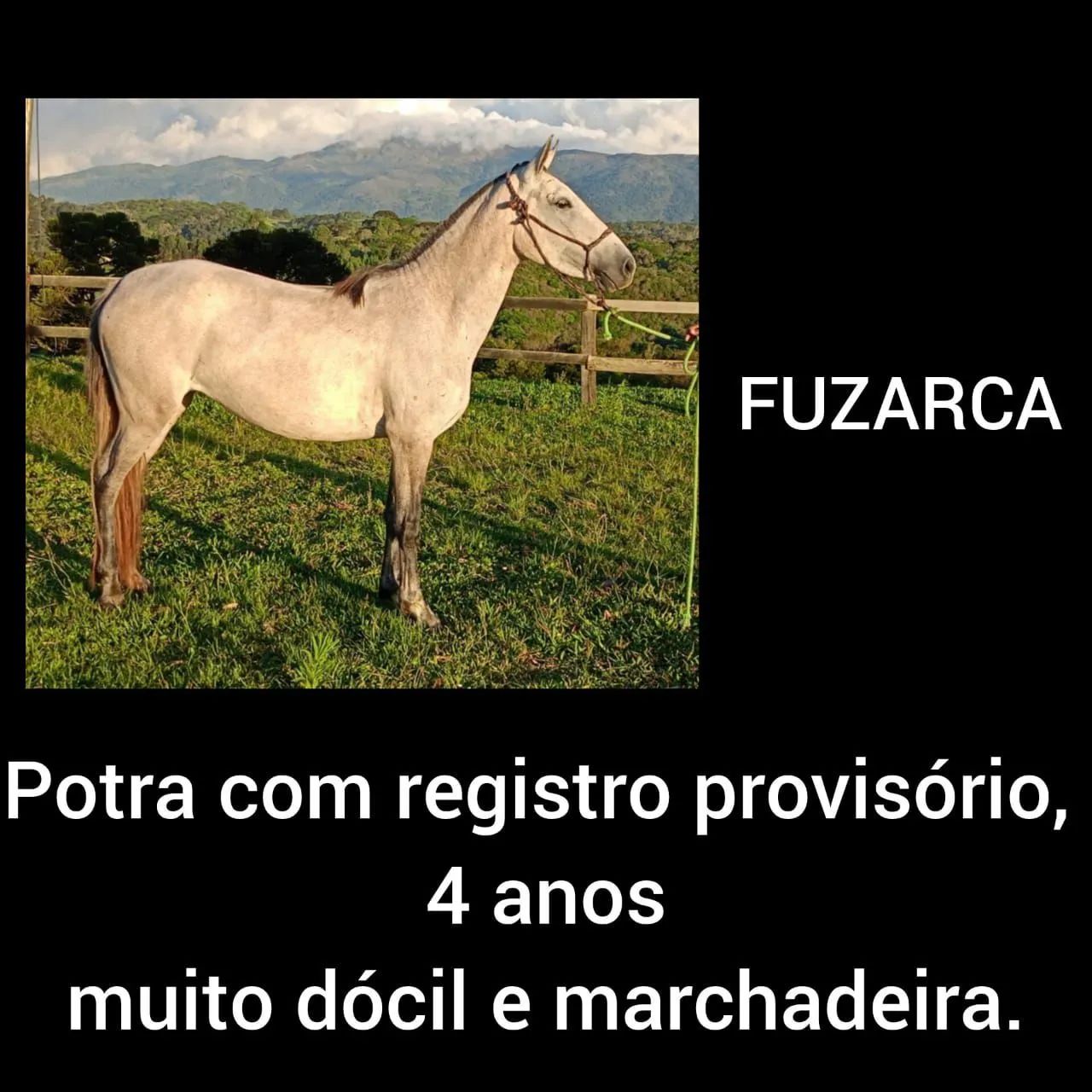 CAVALOS, EGUAS MANGALARGA MARCHADOR - Foto 4