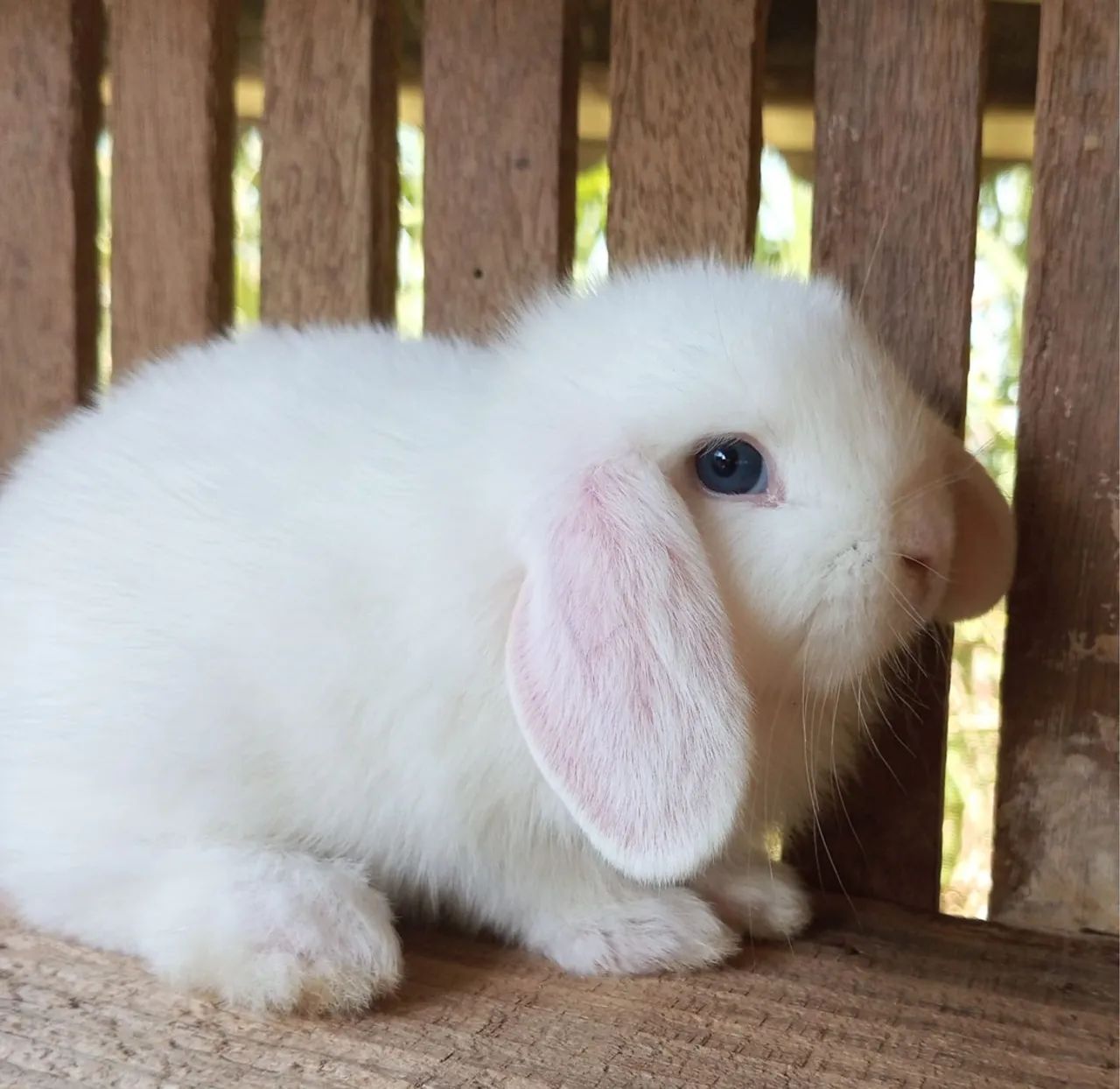 Mini coelho/ Mini loop