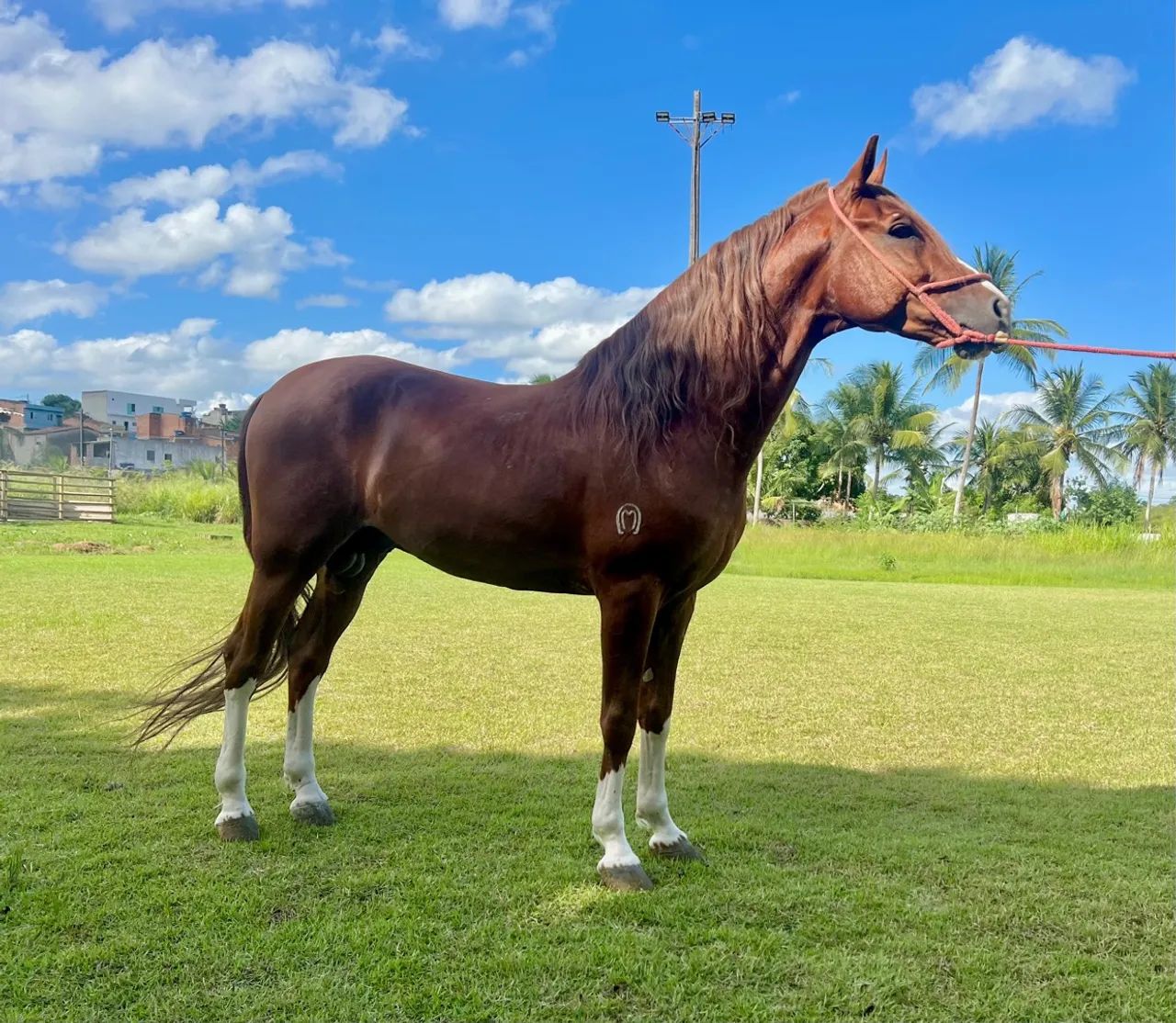 Cavalo Mangalarga Marcha Picada