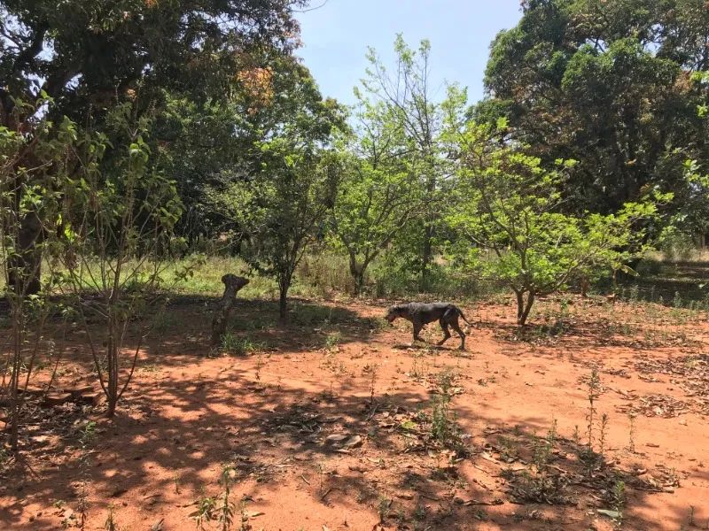 park way 20.000 m2 com ou sem área verde venda smpw 28 - Foto 2