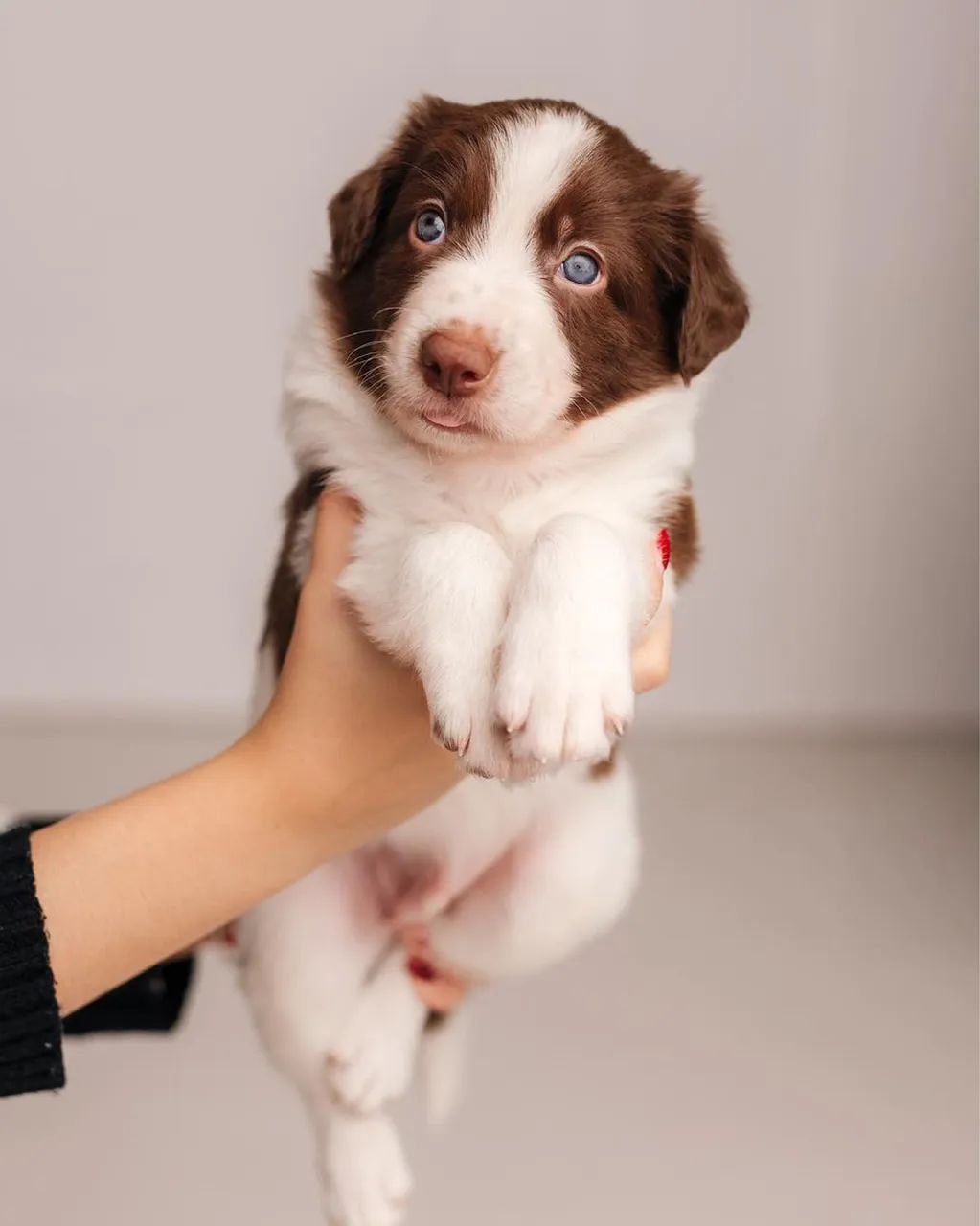 Um clássico cãozinho de estimação, divertido e esperto. 