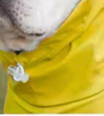 Capa de Chuva Premium para Cães Grandes  - Foto 3