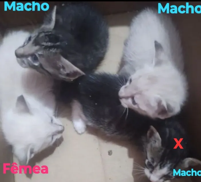 Preciso doar esses gatinhos urgente leia